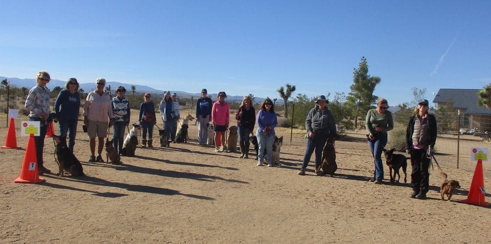 A group of people standing in the sand with their dogs.