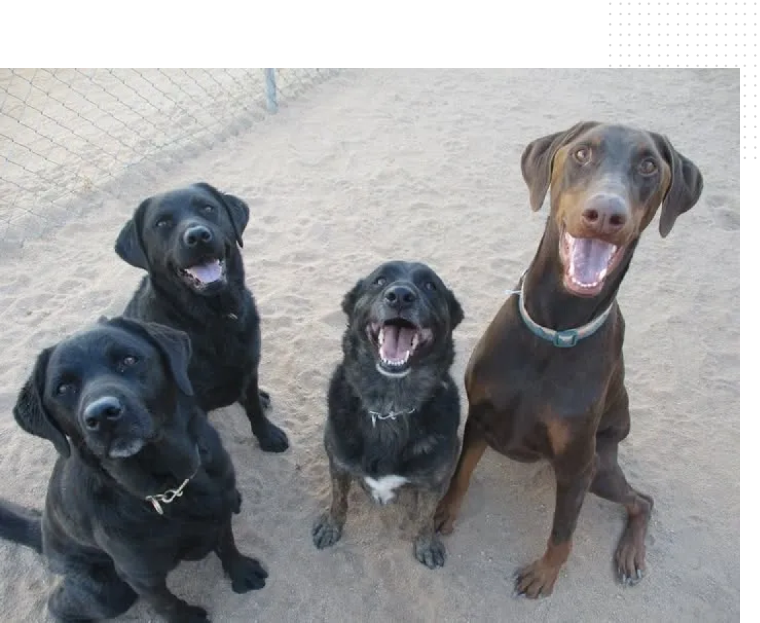 Four dogs sitting in a row on the beach.